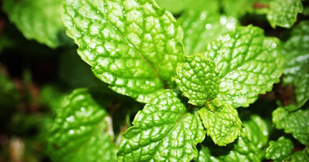 Peppermint to deter lice