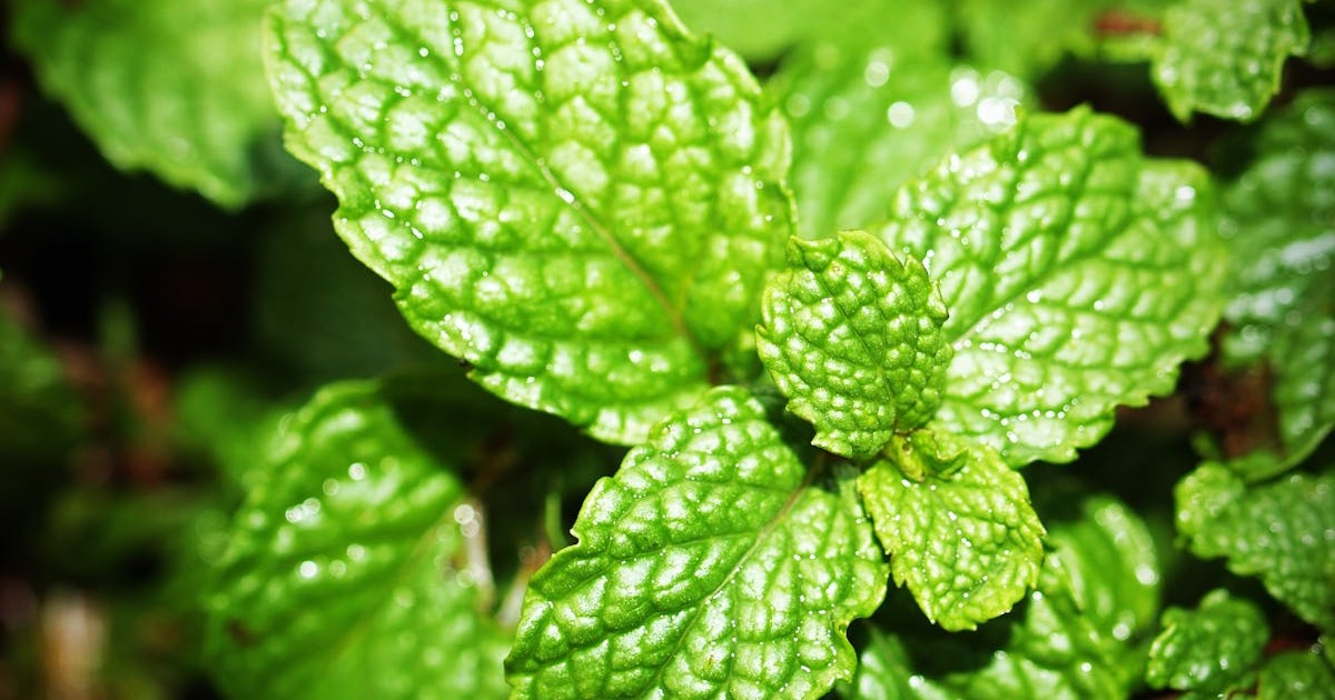 How Peppermint is Used to Impede Head Lice